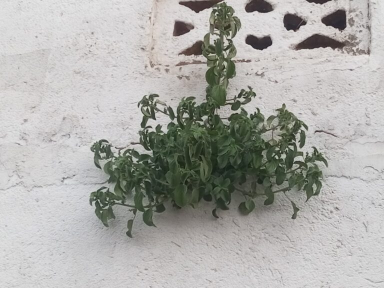 Your Greatest Growth Lies Just Beyond the Wall.